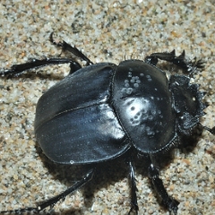 Scarabeus semipunctatus